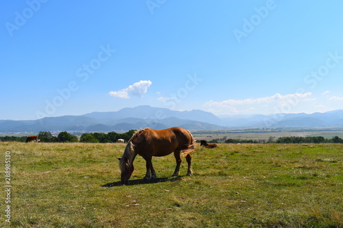 Beautiful brown horse on its own in the Tampa mountain in Romania on a hot summer day by the local bear sanctuary. Brasov, Romania, Eastern Europe 