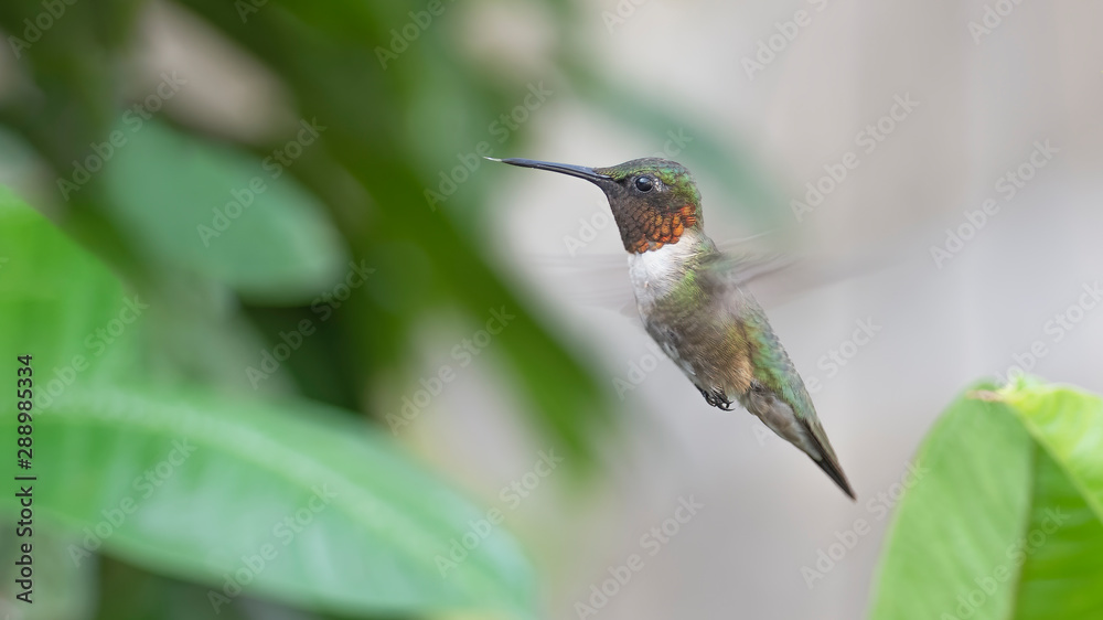 Fototapeta premium Hiding in the Mandevilla