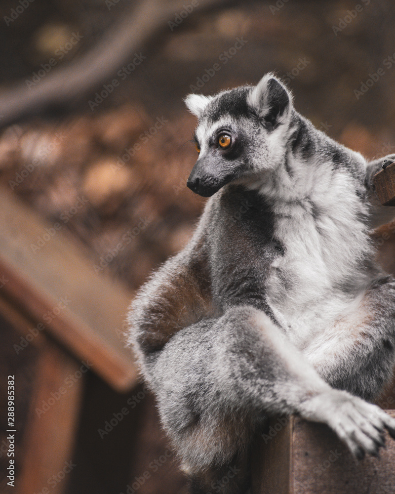 Obraz premium Curious Ring-Tailed Lemur