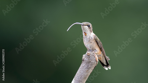 Hummingbird's Tongue