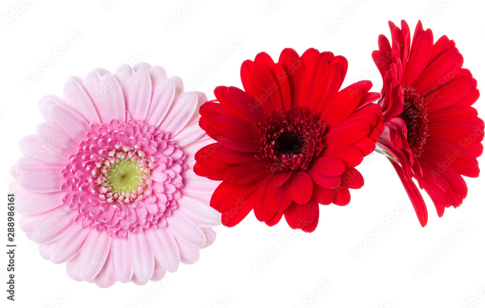 Three   pink and red and red gerbera flower heads isolated on white background closeup. Gerbera in air, without shadow. Top view, flat lay.