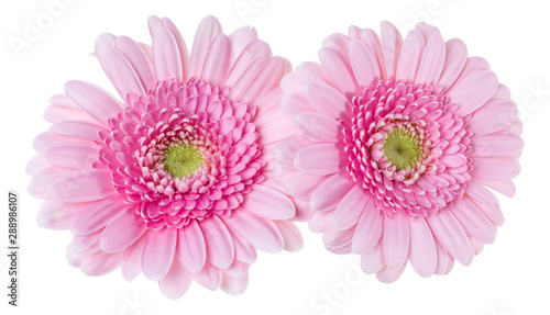 Bouquet of two   pink tulips flowers isolated on white background closeup. Flowers bunch in air, without shadow. Top view, flat lay. © Natika