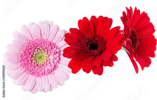 Three   pink and red and red gerbera flower heads isolated on white background closeup. Gerbera in air  without shadow. Top view  flat lay.