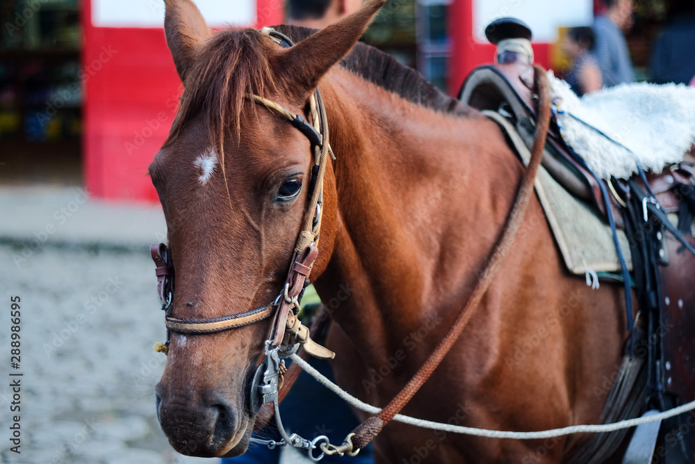 Fototapeta premium portrait of horse