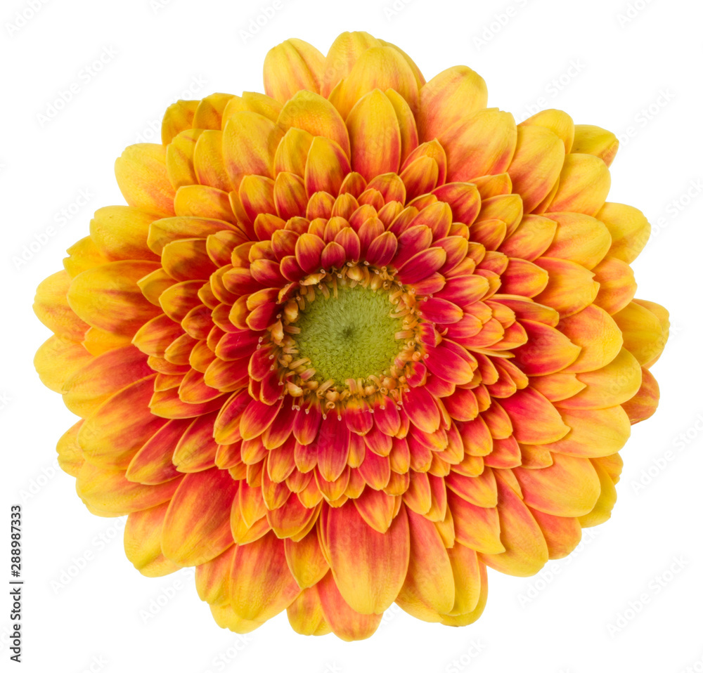 orange gerbera flower head isolated on white background closeup. Gerbera in air, without shadow. Top view, flat lay. orange gerbera flower head isolated on white background closeup. Gerbera in air, without shadow. Top view, flat lay.