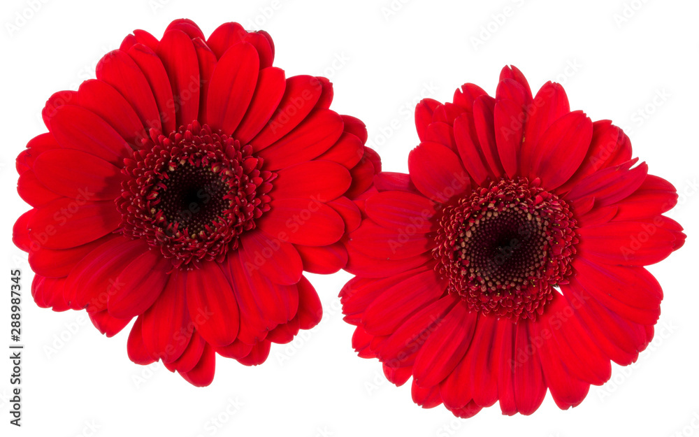 Two   red gerbera flower heads isolated on white background closeup. Gerbera in air, without shadow. Top view, flat lay.