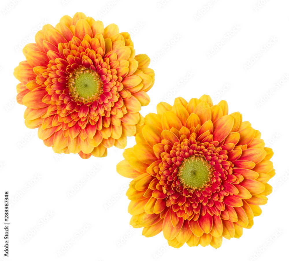 Bouquet of two orange tulips flowers isolated on white background closeup. Flowers bunch in air, without shadow. Top view, flat lay. Bouquet of two orange tulips flowers isolated on white background closeup. Flowers bunch in air, without shadow. Top view, flat lay.