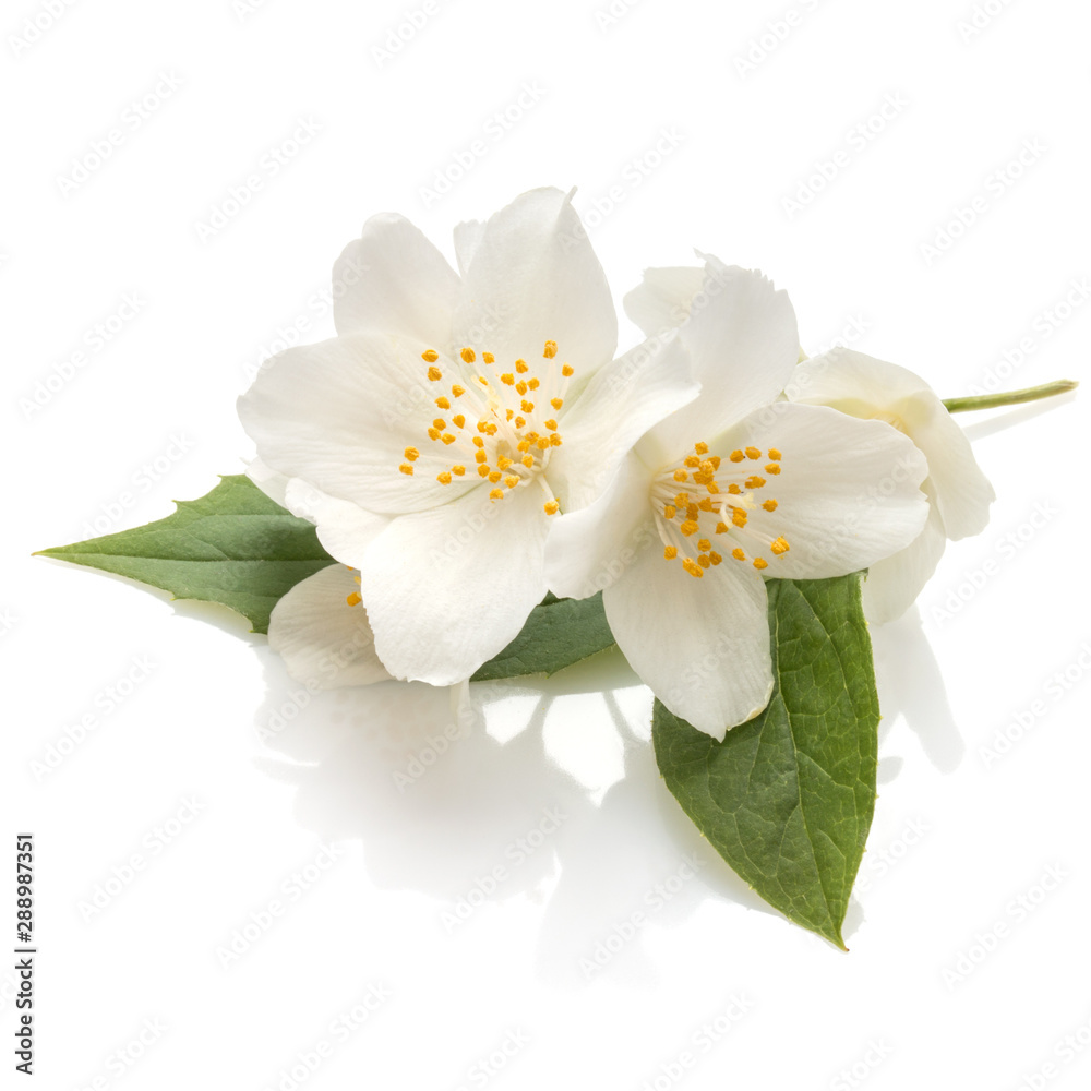 Obraz premium Jasmine flowers isolated on white background cutout