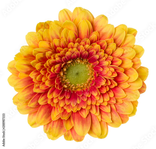   orange gerbera flower head isolated on white background closeup. Gerbera in air  without shadow. Top view  flat lay.