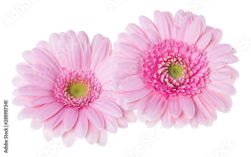 Bouquet of two pink tulips flowers isolated on white background closeup. Flowers bunch in air, without shadow. Top view, flat lay.