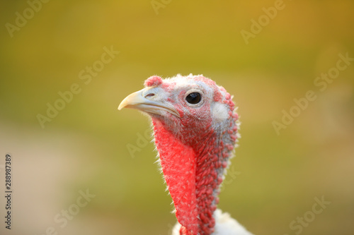 Domestic turkey with white feathers outdoors, closeup. Poultry farming