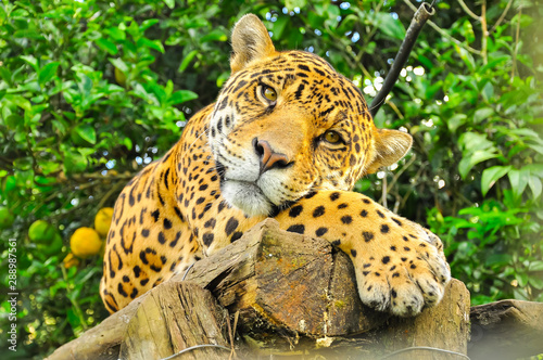 Obraz na plátne Adult jaguar
