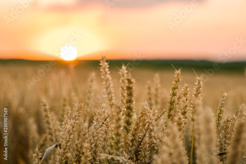 Wheat field. Golden ears of wheat on the field. Background of ripening ears of meadow wheat field. Rich harvest. Agriculture of natural product.