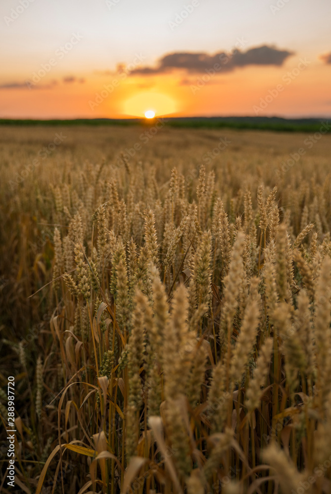 Wheat field. Golden ears of wheat on the field. Background of ripening ears of meadow wheat field. Rich harvest. Agriculture of natural product. Wheat field. Golden ears of wheat on the field. Background of ripening ears of meadow wheat field. Rich harvest. Agriculture of natural product.