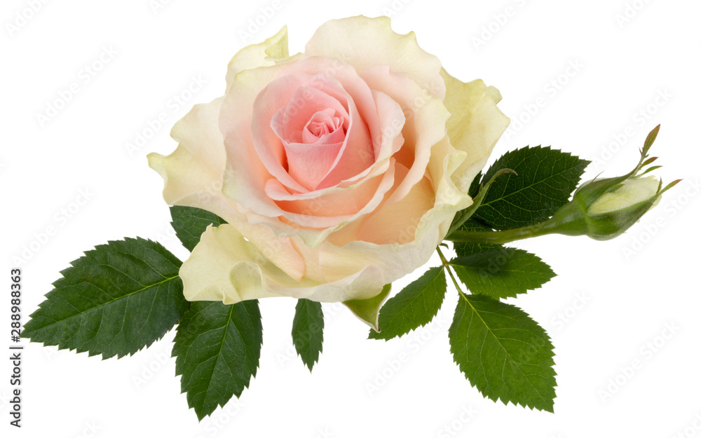 Девушка подкидывает розы в воздух. Розы на голубом фоне. Красные и розовые розы. Розы на фоне неба. Красные розы.