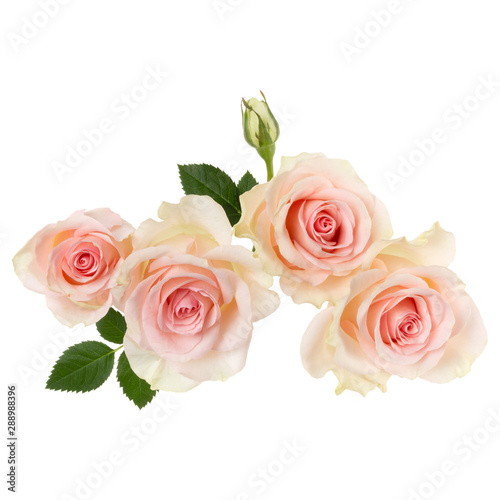 Fototapeta Naklejka Na Ścianę i Meble -  pink roses isolated on white background closeup. Rose flower bouquet in air, without shadow. Top view, flat lay.