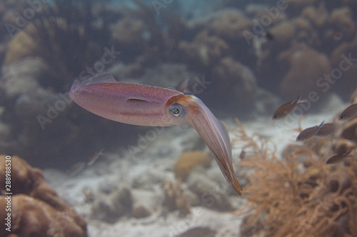 Caribbean Reef Squid photo