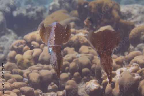 Caribbean Reef Squid photo