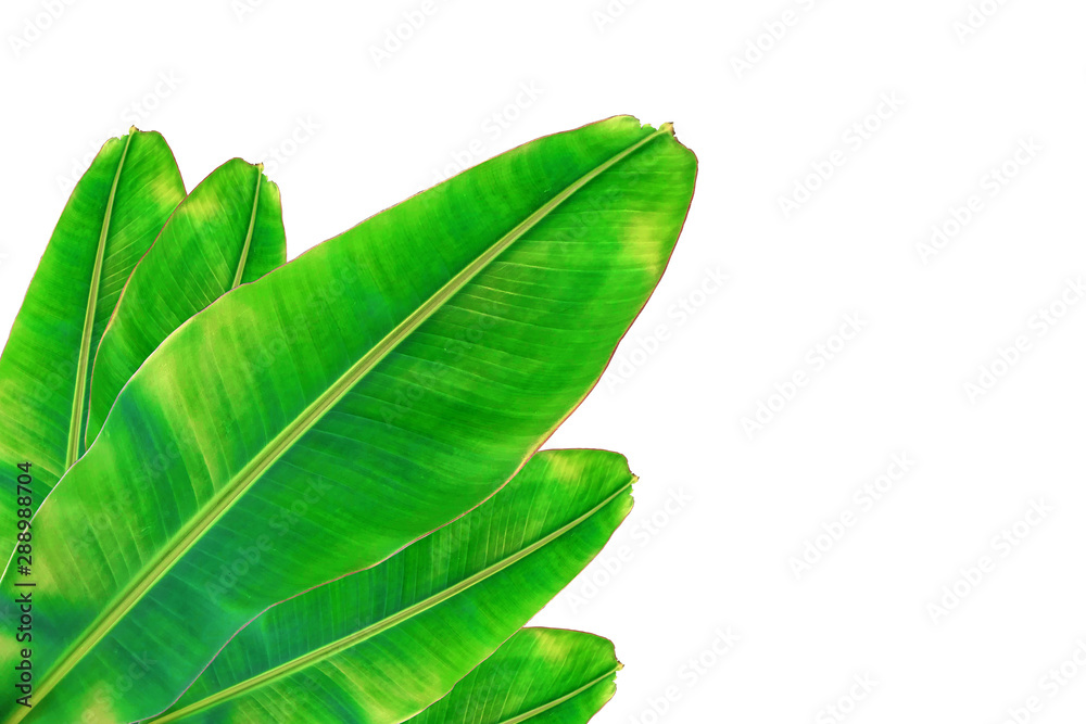 banana leaf on white background. banana leaf on white background.
