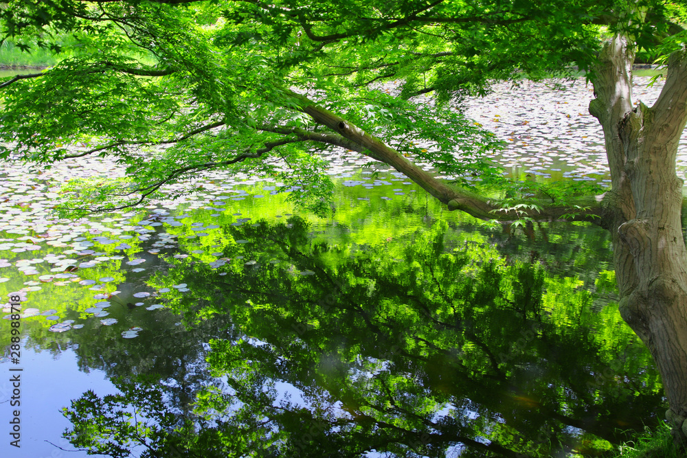 Obraz premium 春の蛇の鼻遊楽園（福島県・本宮市）