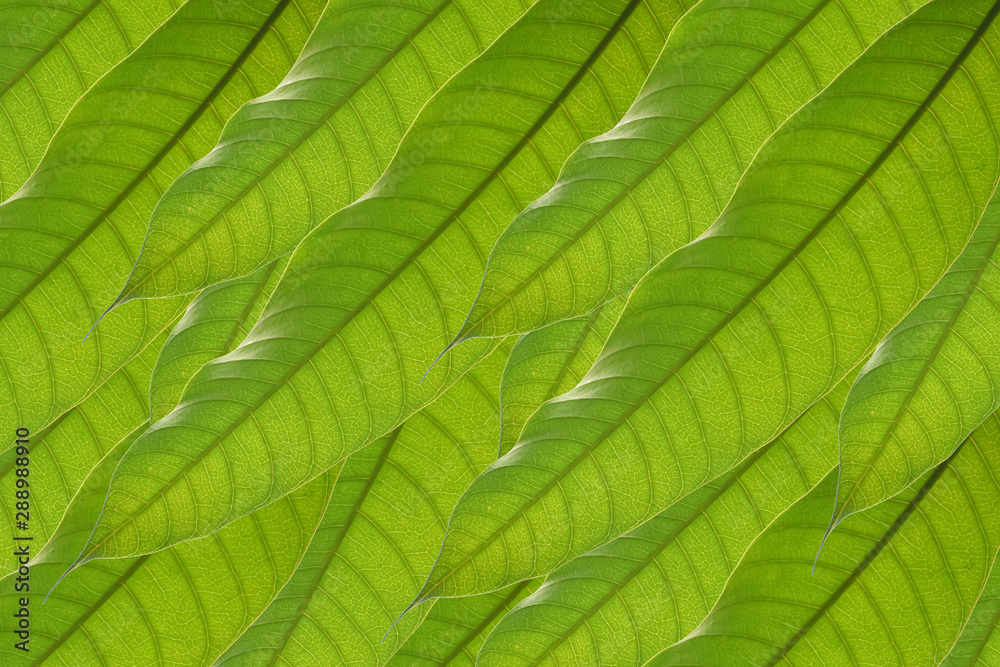 Fototapeta premium Mango leaf background.