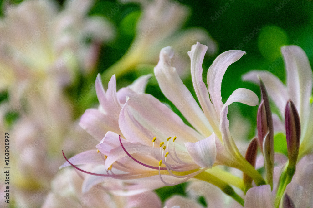 Fototapeta premium flowers