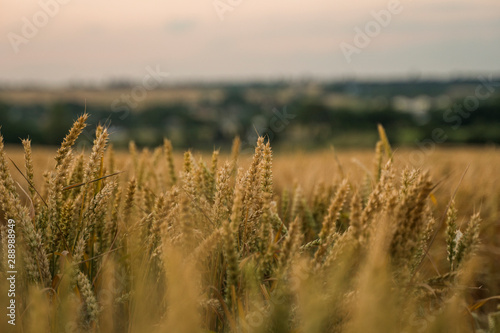 Wheat field. Golden ears of wheat on the field. Background of ripening ears of meadow wheat field. Rich harvest. Agriculture of natural product.