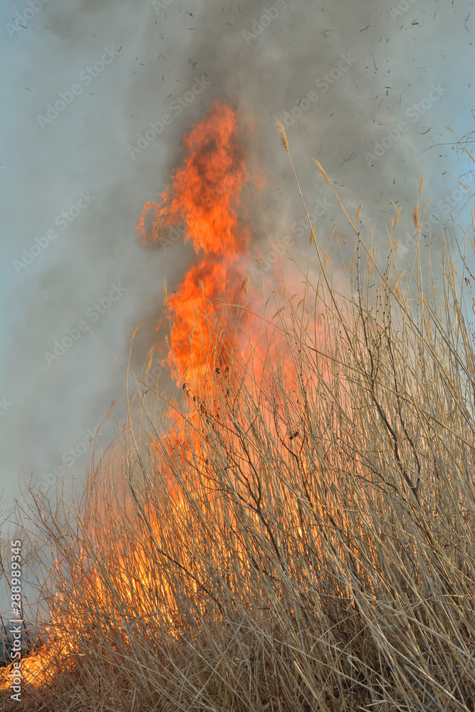 Flame of brushfire 34