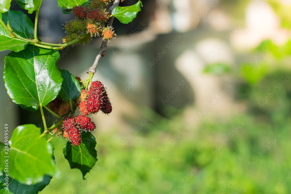 Fresh Mulberry fruits on tree, ..Mulberry with very useful for the treatment and protect of various diseases. ..Organic fresh, ripe fruit. Fresh Mulberry fruits on tree, ..Mulberry with very useful for the treatment and protect of various diseases. ..Organic fresh, ripe fruit.