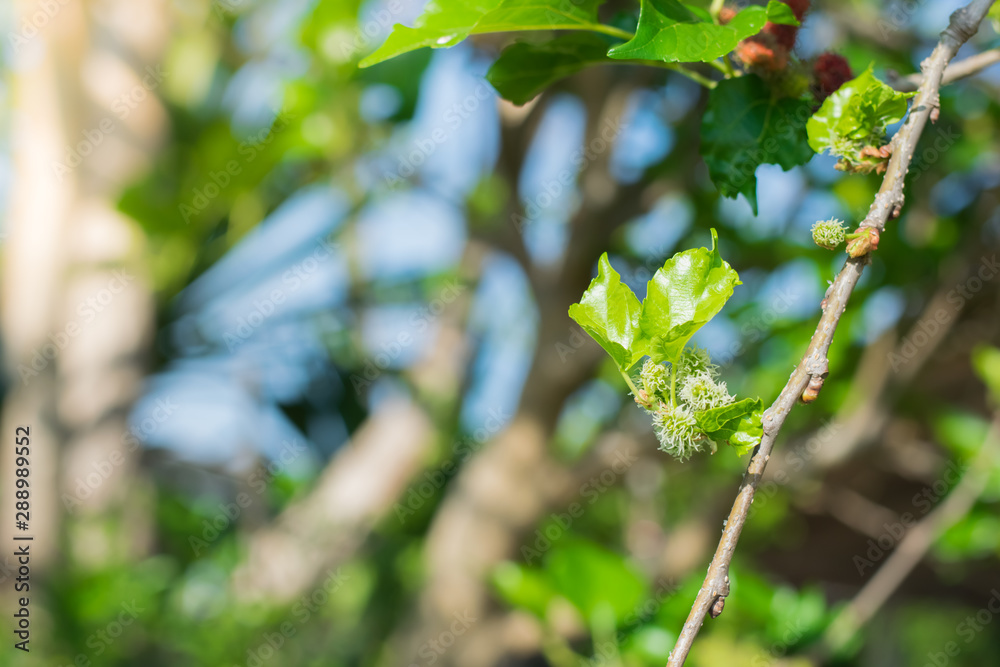 Obraz premium Fresh Mulberry fruits on tree, ..Mulberry with very useful for the treatment and protect of various diseases. ..Organic fresh, ripe fruit.