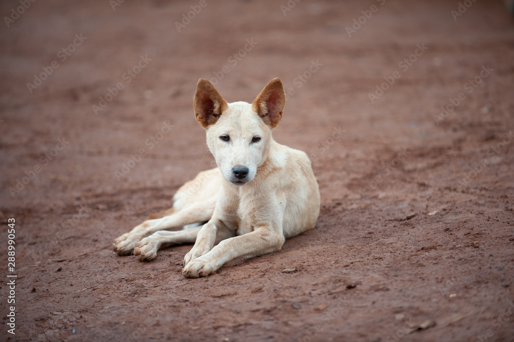 White Thai dogs, lying on the ground.