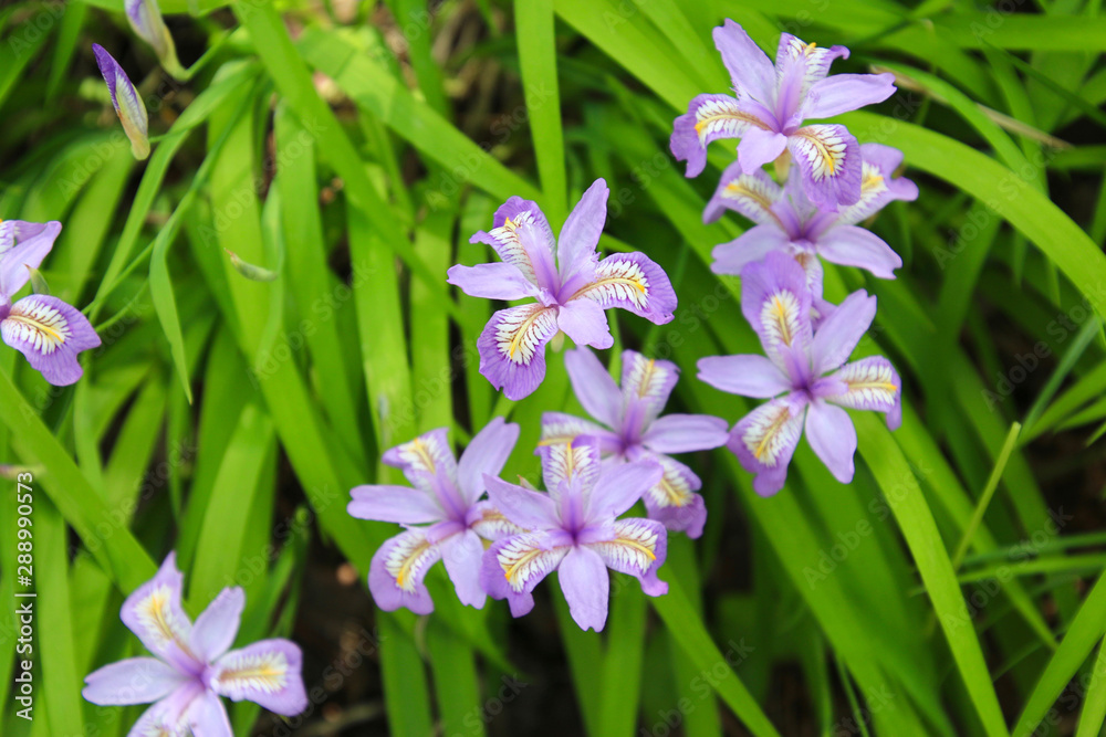 花かつみ・安積山公園（福島県・郡山市）