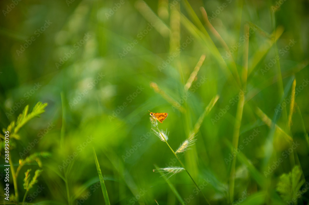 Small yellow butterfly Perched on the grass flowers With a bright green background. Small yellow butterfly Perched on the grass flowers With a bright green background.