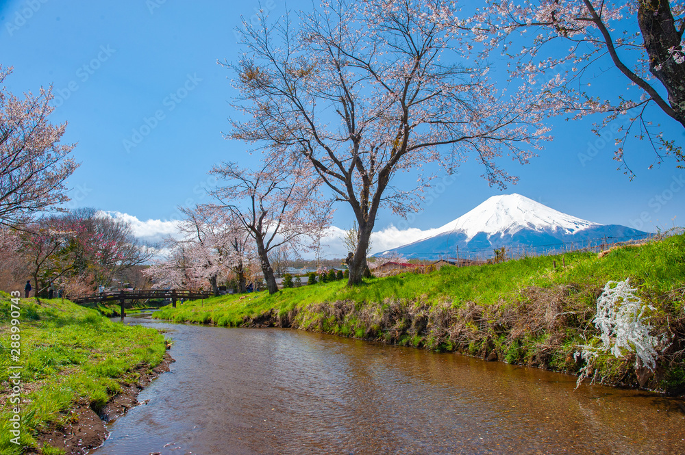 Mount Fuji, sakura trees and streams During the day with a clear sky in a rural area in Yamanashi prefecture. This is a popular viewpoint which tourists usually go to take a photo. Mount Fuji, sakura trees and streams During the day with a clear sky in a rural area in Yamanashi prefecture. This is a popular viewpoint which tourists usually go to take a photo.