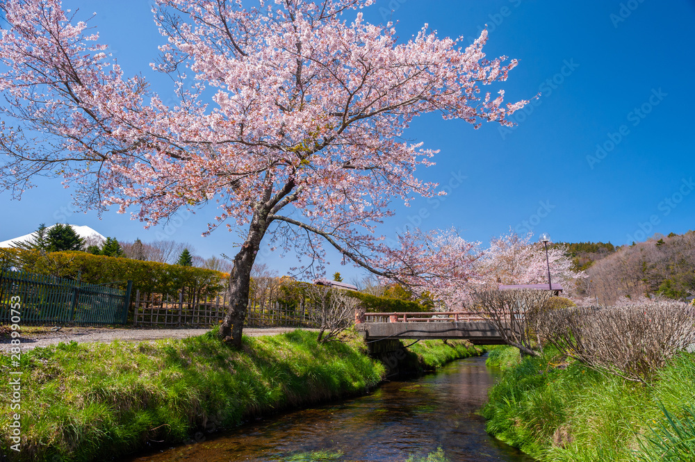 Sakura trees and streams with clear blue sky, This is a popular viewpoint which tourists usually go to take a photo. Sakura trees and streams with clear blue sky, This is a popular viewpoint which tourists usually go to take a photo.
