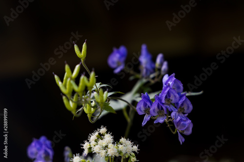 Monkshood wildflowers close-up