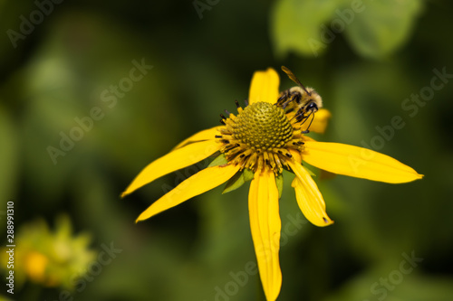 Bumblebee sitting on coneflower