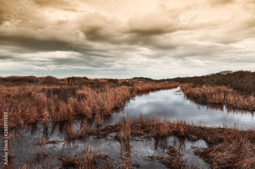 Marsh leading into ocean