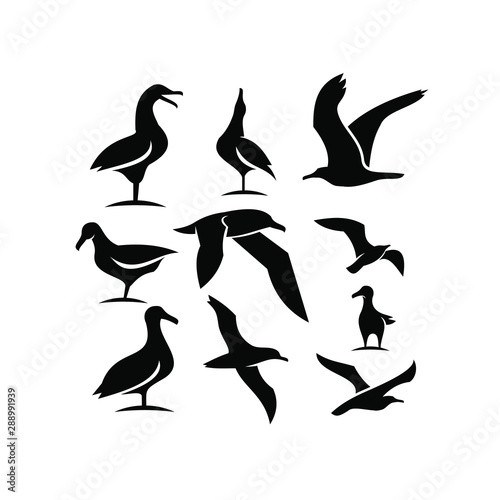 set of silhouette seagull bird ocean 