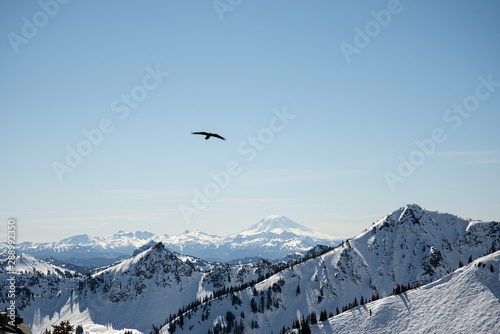 Crow flying over Mt Adams