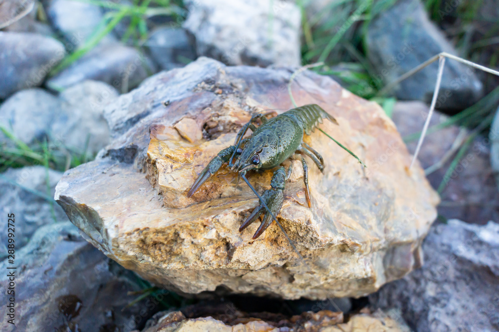 Crayfish on the rocks riverbank Crayfish on the rocks riverbank
