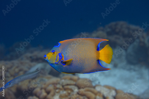 Fototapeta Naklejka Na Ścianę i Meble -  Queen Angelfish