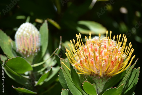 Bright yellow and orange protea flowers