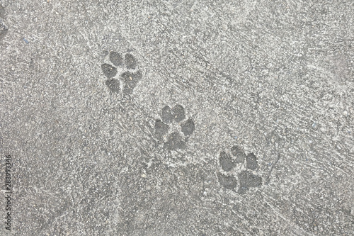 Dog footprints on concrete floor