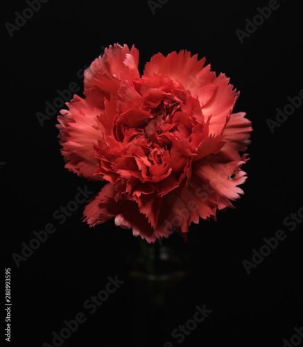 Red Carnation