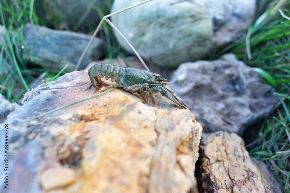 Crayfish on the rocks riverbank Crayfish on the rocks riverbank