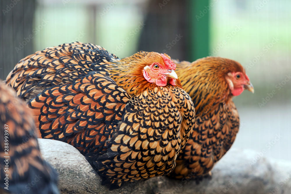 Black Laced Gold Wyandotte Chicken