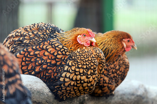 Obraz na płótnie Black Laced Gold Wyandotte Chicken w salonie