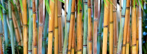 Obraz  z motywem Blue Bamboo (Himalayacalamus hookerianus) growing in Golden Gate Park, San Francisco, California