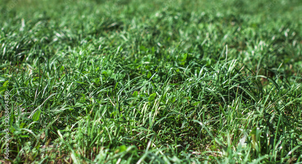 Background and texture. Lawn grass in late summer Background and texture. Lawn grass in late summer